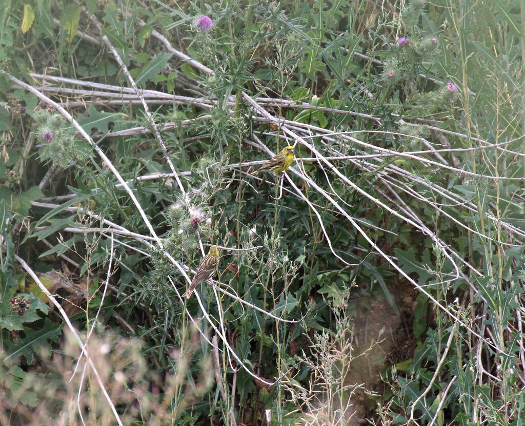 European Serin