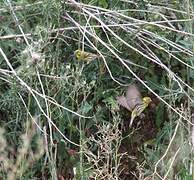 European Serin