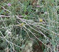 European Serin