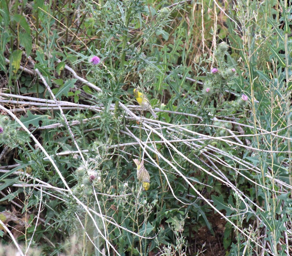 European Serin