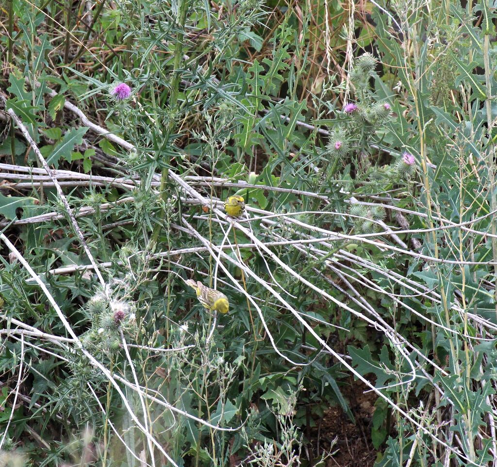 European Serin