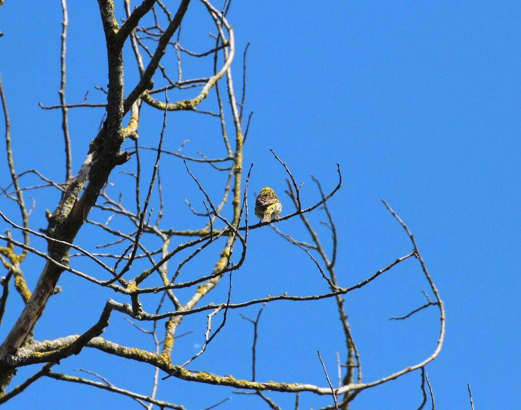 Serin cini