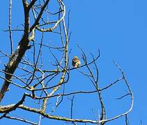 European Serin