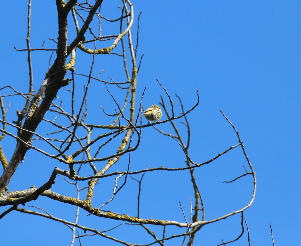 European Serin