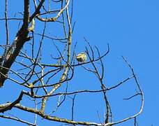 European Serin