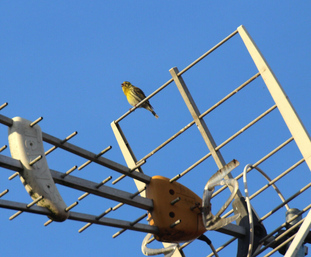 European Serin