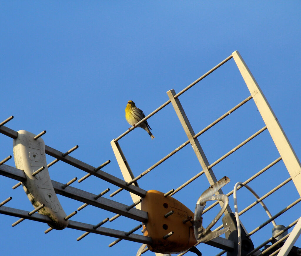 European Serin