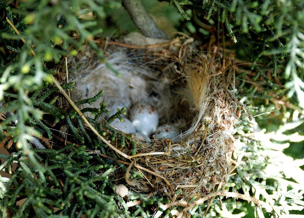 European Serin