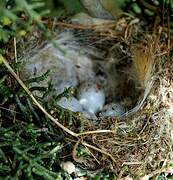 European Serin