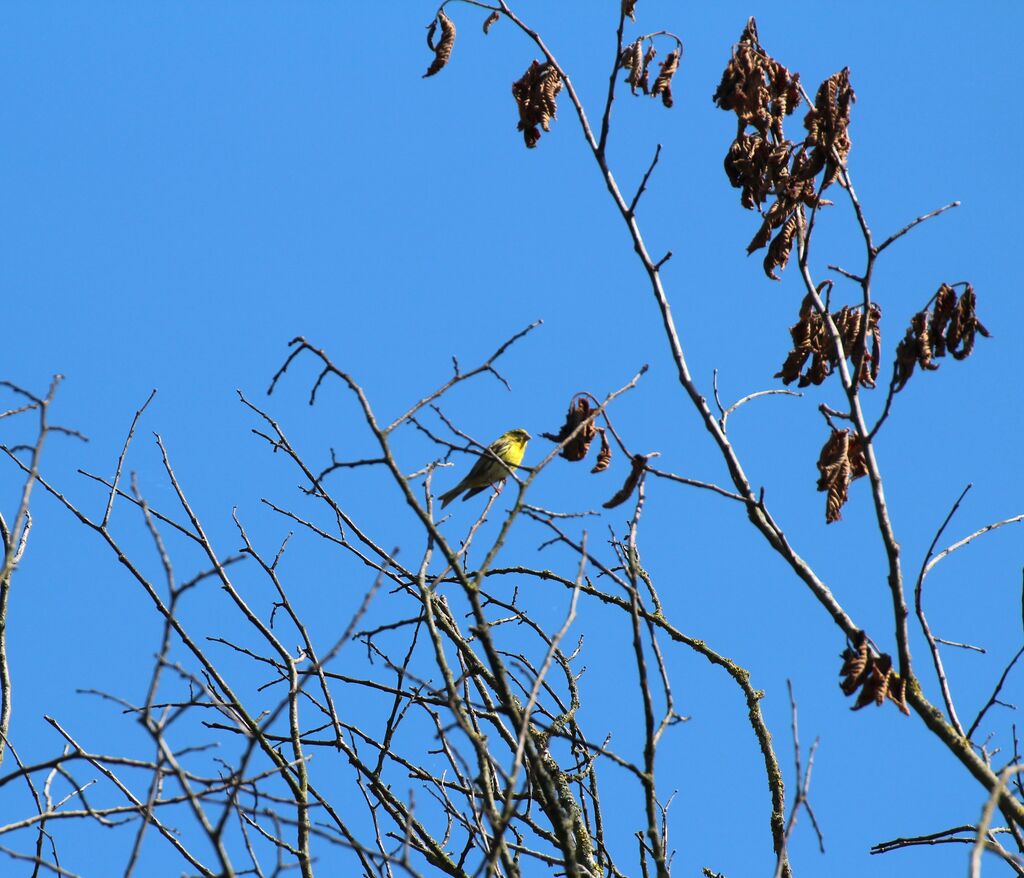 European Serin