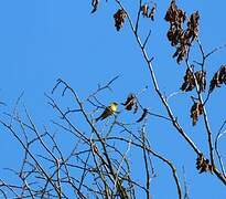 European Serin