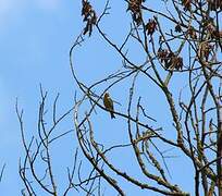 European Serin