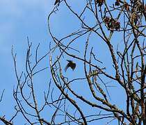 European Serin