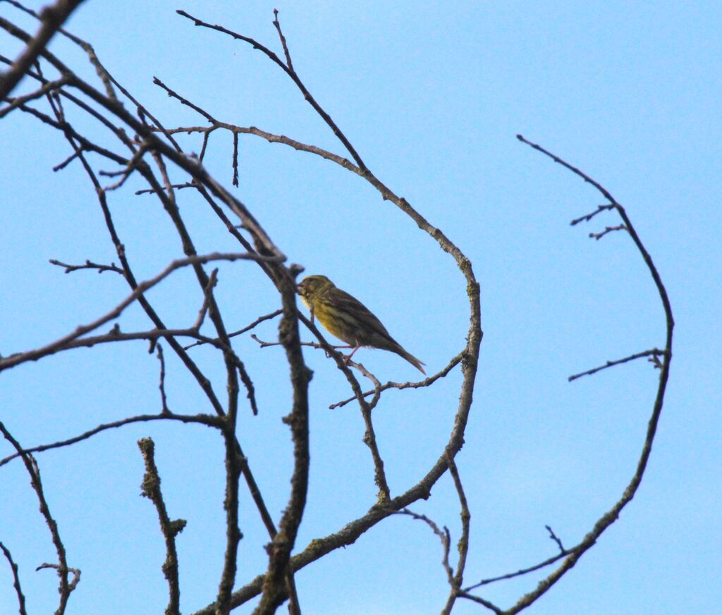 Serin cini