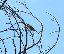 Serin cini
