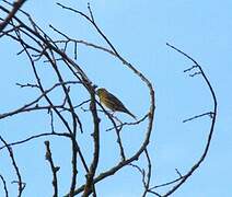 European Serin