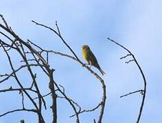 European Serin