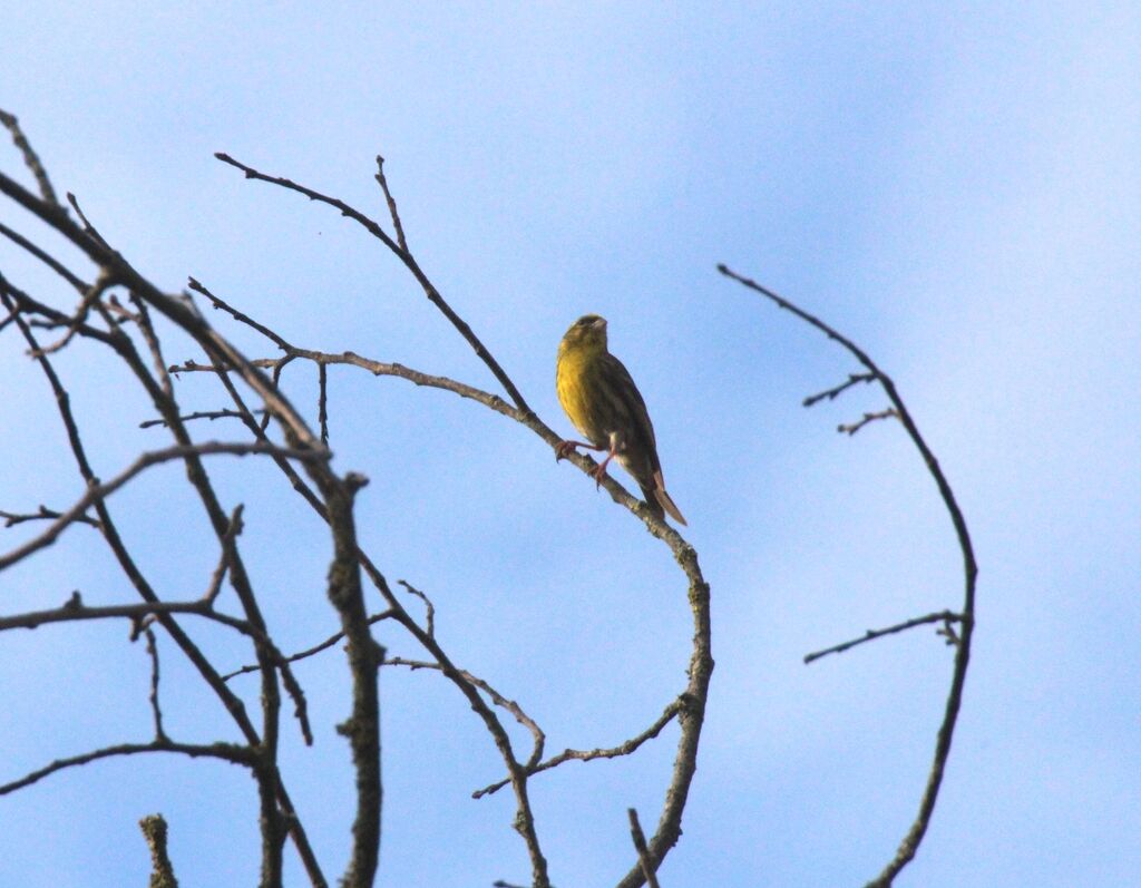 Serin cini