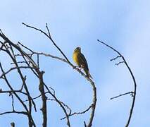 European Serin