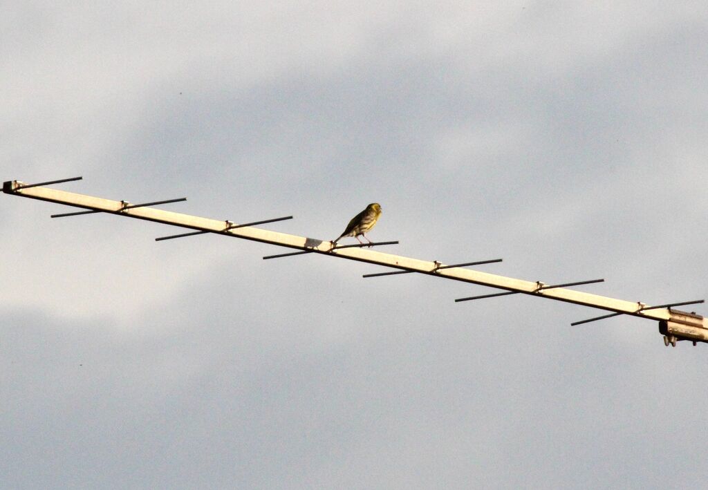 European Serin