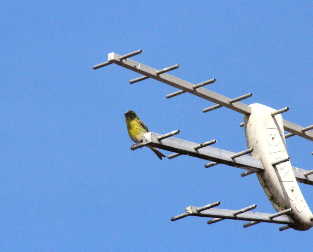 European Serin