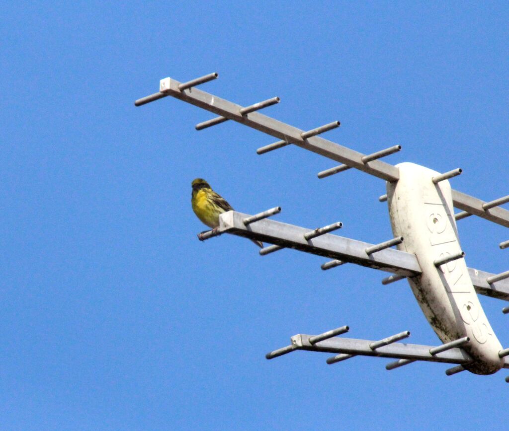 European Serin