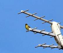 European Serin