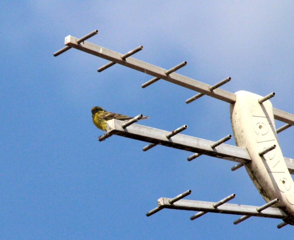 European Serin