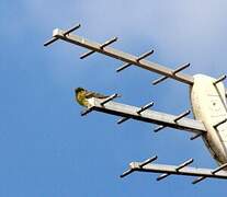 European Serin