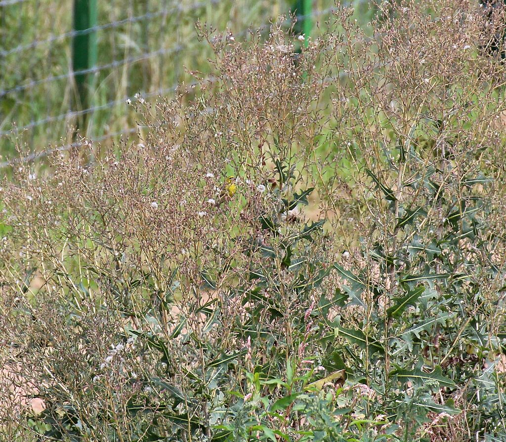 European Serin