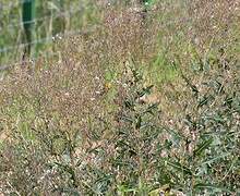 European Serin