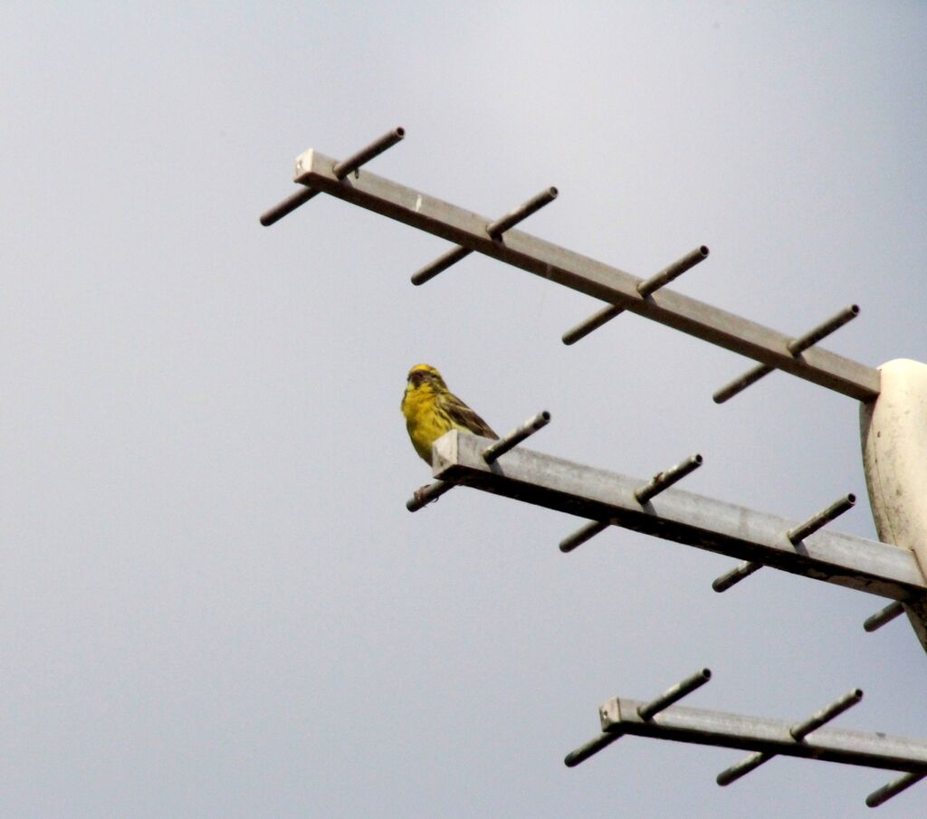 European Serin