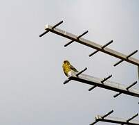 European Serin