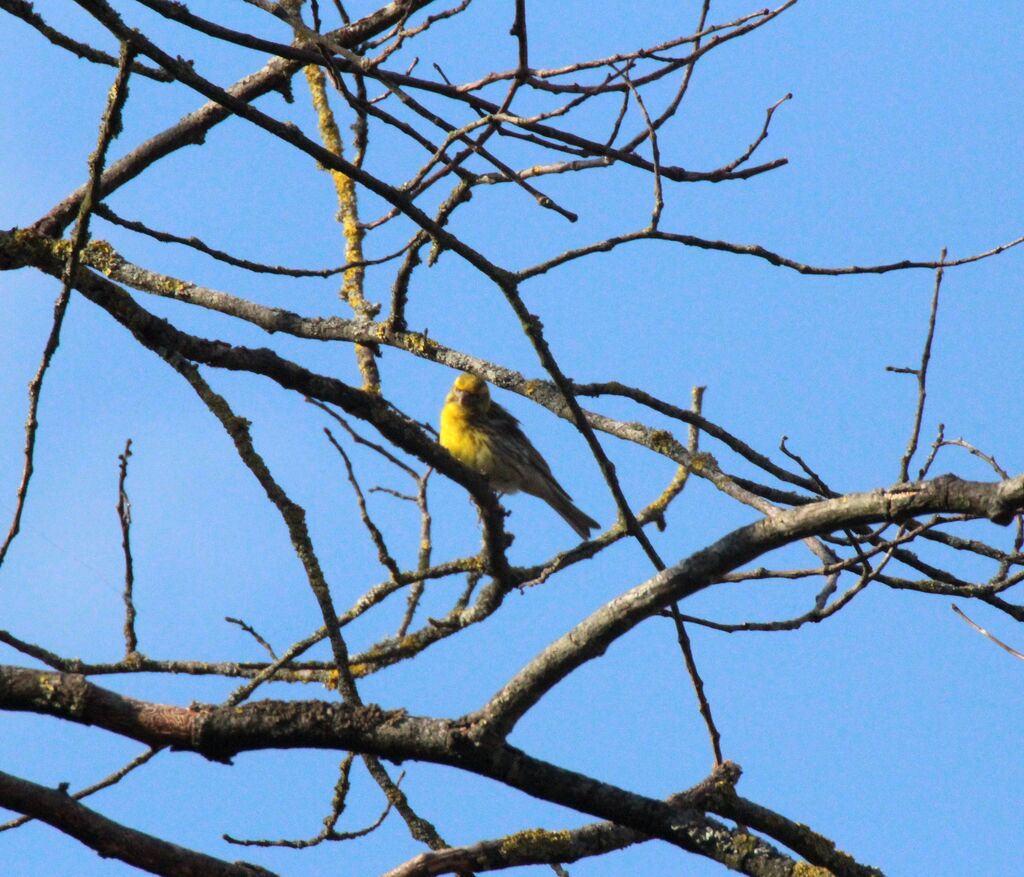 European Serin