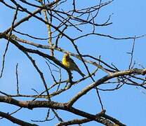 European Serin