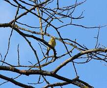 European Serin