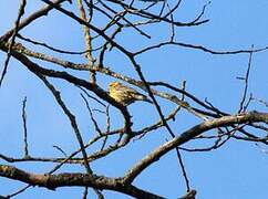 European Serin