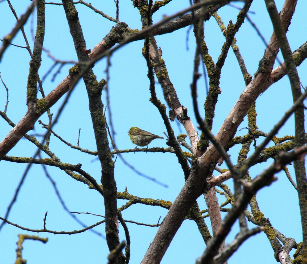 European Serin