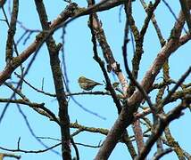 European Serin