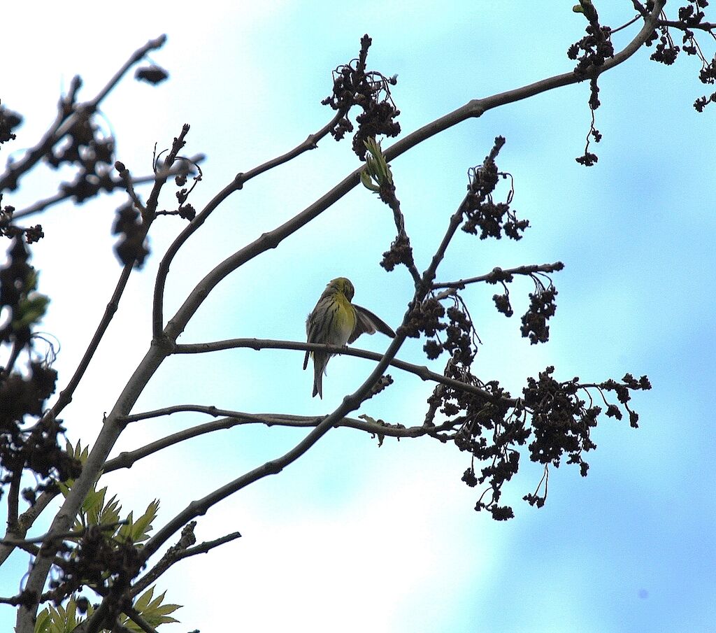 European Serin