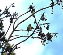 European Serin