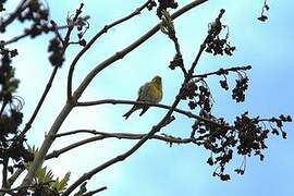 European Serin