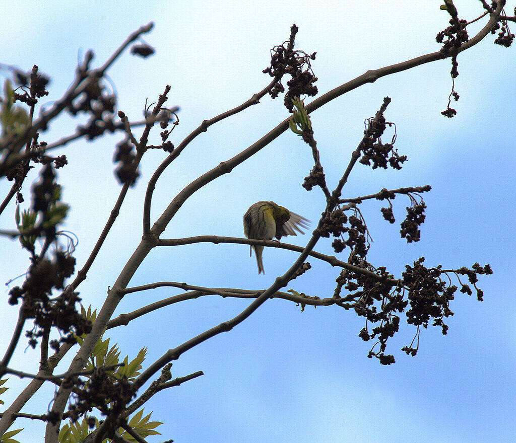 European Serin