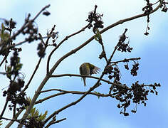 European Serin