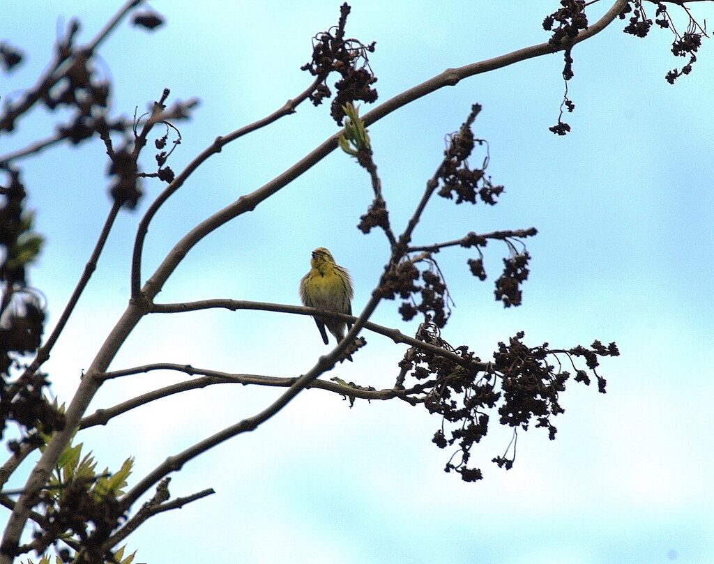 Serin cini