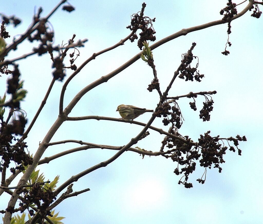 Serin cini