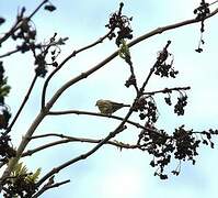 European Serin