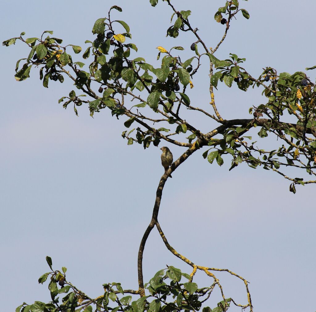 European Serin