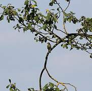 European Serin