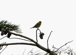 European Serin